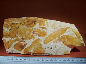 Fossil Leaf