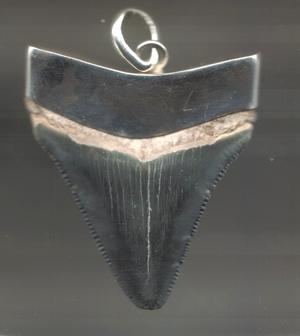 Fossil Shark Tooth Pendant