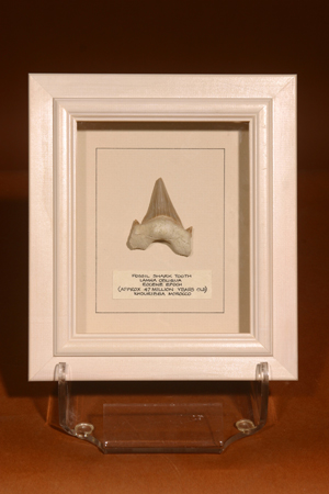 Beautifully Framed Fossil Shark Tooth