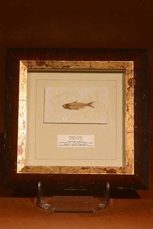 Beautifully Framed Fossil Fish