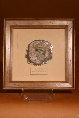 Beautifully Framed Petrified Wood