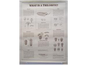 Trilobite Poster
