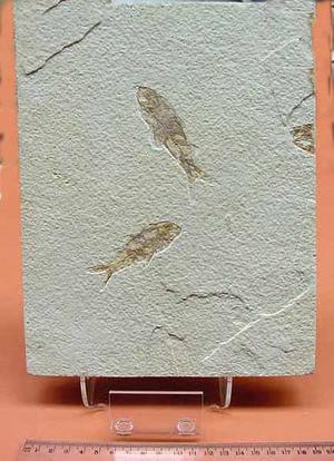 Fossil Fish
