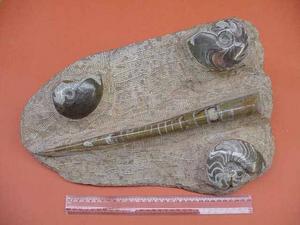 Goniatite