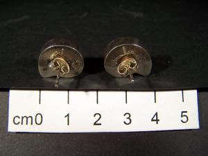 Fossil Ammonite Earrings