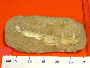 Jaw fossil