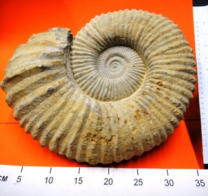 Fossil Ammonite