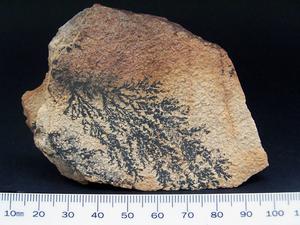 Dendrite Pieces