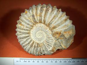 Ammonite