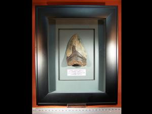 Beautifully Framed Fossil Shark tooth