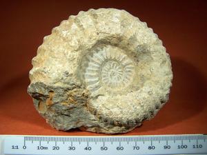 Ammonite