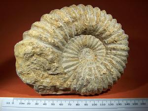 Ammonite