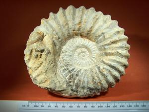 Ammonite