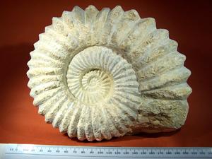 Ammonite