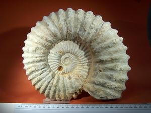 Ammonite