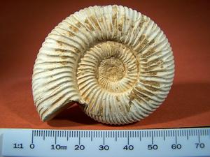 Ammonite