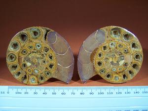Ammonite Collectors Grade pairs