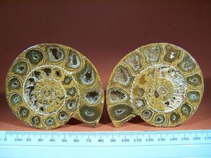 Ammonite