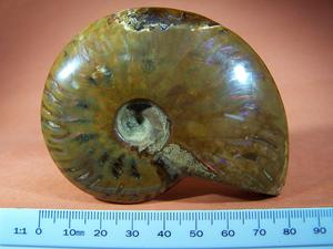 Ammonite