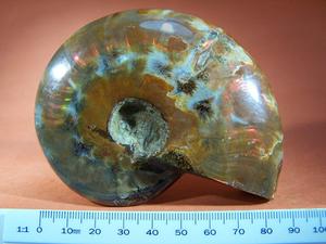 Ammonite