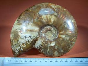 Ammonite