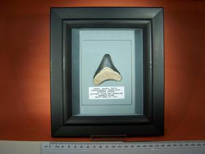 Beautifully Framed Fossil Shark Tooth