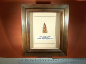 Beautifully Framed Dinosaur Tooth