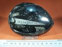 Fossil Nautiloid, Polished Black Limestone