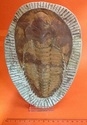 Trilobite