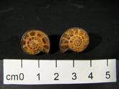 Fossil Ammonite Earrings