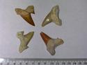 Fossil Shark Tooth