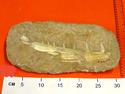 Fossil Fish Jaw 