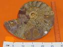 Fossil Ammonite Half polished