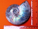 Fossil Ammonite with 