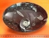 Nautiloid & Goniatite Dish Oval Medium