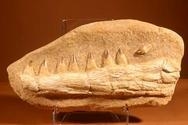 Mosasaur Jaw with Teeth 