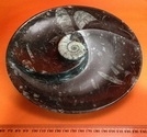 Nautiloid & Goniatite Rnd Dish YinYang Med.