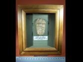 Beautifully Framed Fossil Trilobite