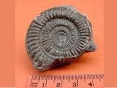 Ammonite Natural Singles