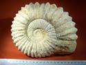 Ammonite