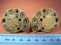 Ammonite Collector Quality Pair