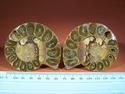 Ammonite Collectors Grade pairs