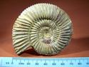 Ammonite