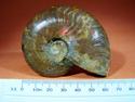 Ammonite