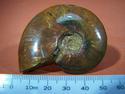 Ammonite