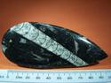 Fossil Nautiloid, Polished Black Limestone