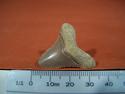 Fossil Shark