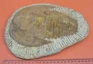 Trilobite