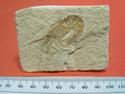 Fossil Shrimp